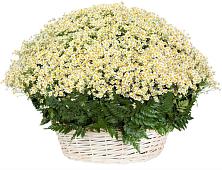 Цветочная композиция из Ромашки в корзине #REPLACE_PRED# Торгашино